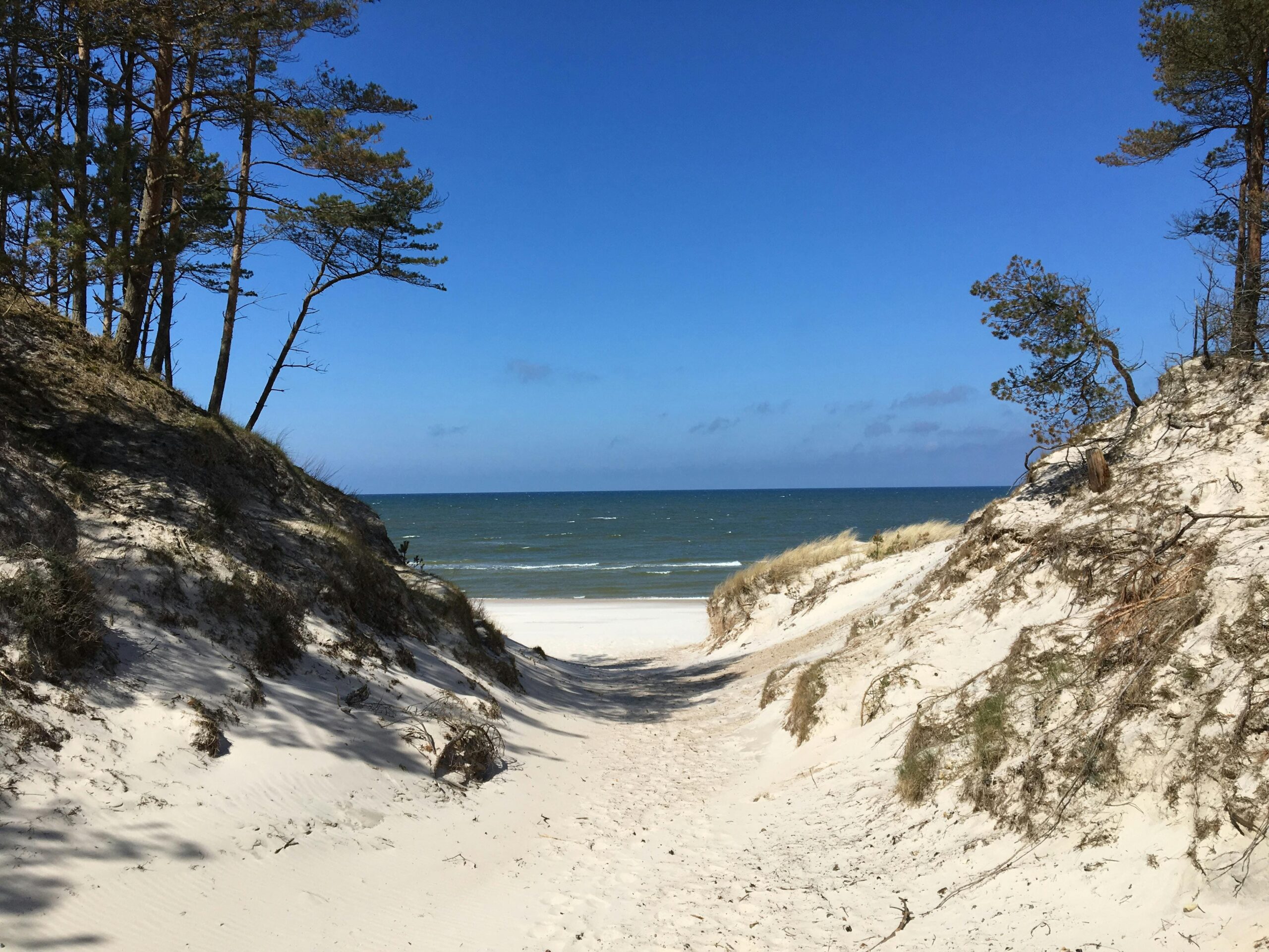 Piękne wydmy z sosnami prowadzące na piaszczystą plażę nad Morzem Bałtyckim. Dzika natura polskiego wybrzeża z białym piaskiem, wydmami i lasem sosnowym - idealne miejsce na wypoczynek.